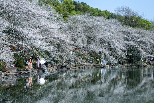 湖南省植物园樱花湖