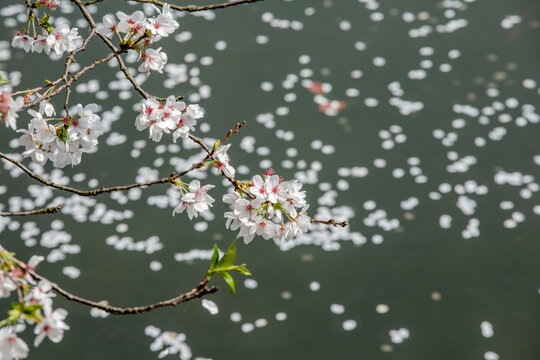 湖南省植物园樱花