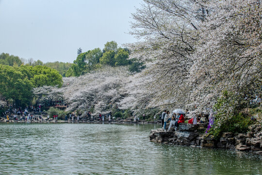 湖南省植物园樱花湖