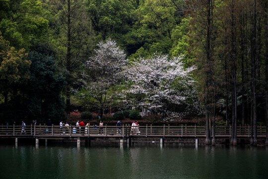 湖南省植物园樱花湖