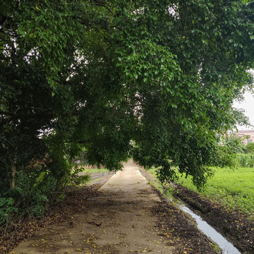 榕树下的田间小路