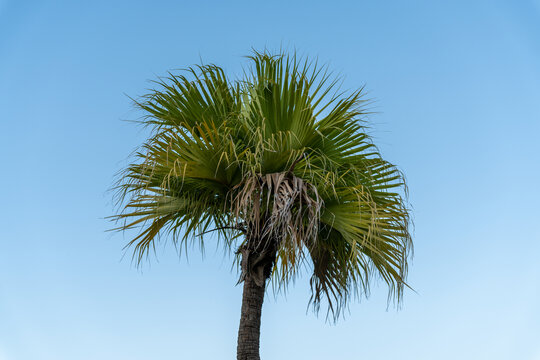 棕榈树在晴空下的低角度视图