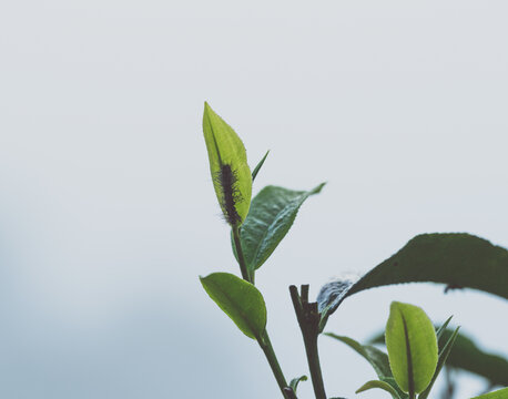 茶树叶子背面的毛毛虫