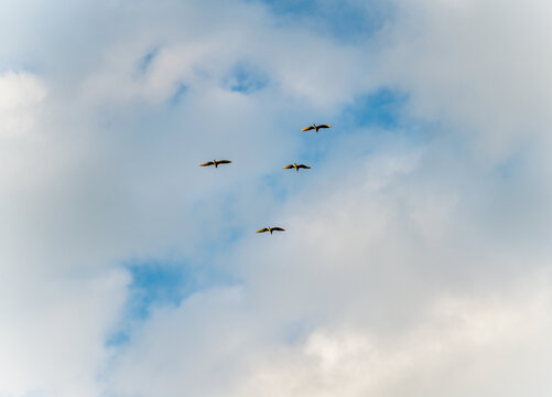多云蓝色天空下飞翔的鹭鸟