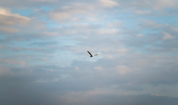 多云蓝色天空下飞翔的鹭鸟