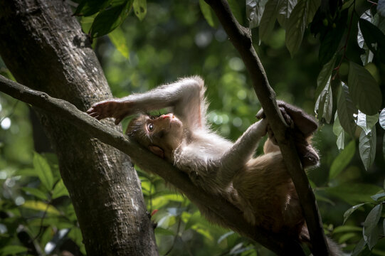 躺在树枝上休息的猴子