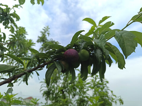 枝头红青果