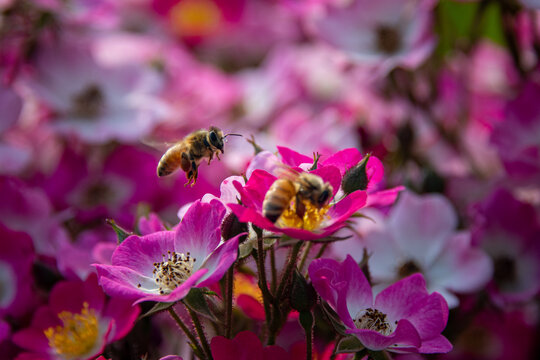 月季花