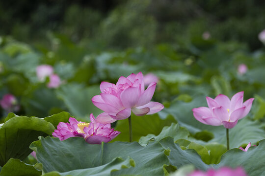 荷花池