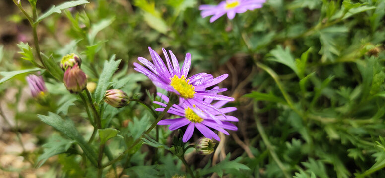 格桑花