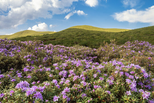 凉山昭觉谷克德七里坝索玛花