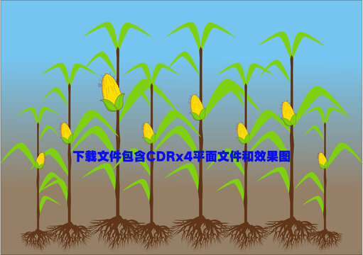 玉米地植物糧食