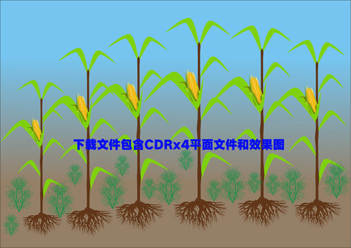 玉米地菜地糧食植物