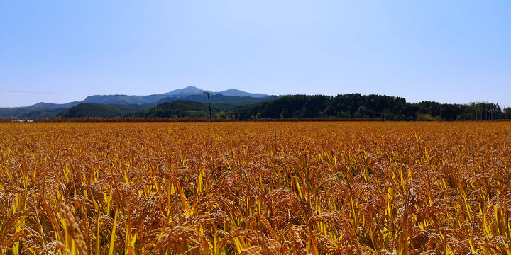 稻田