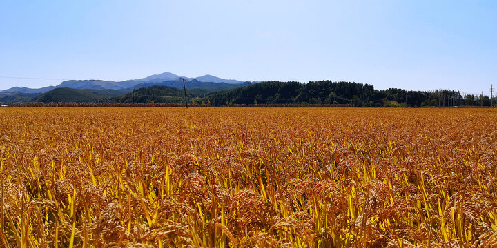 稻田