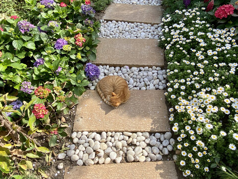 花园里的猫