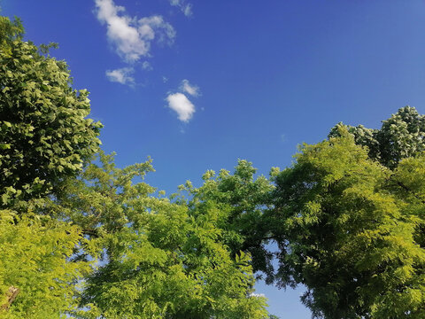 仰望绿树天空