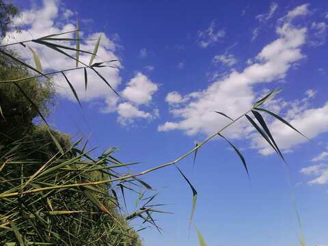 仰拍野草天空