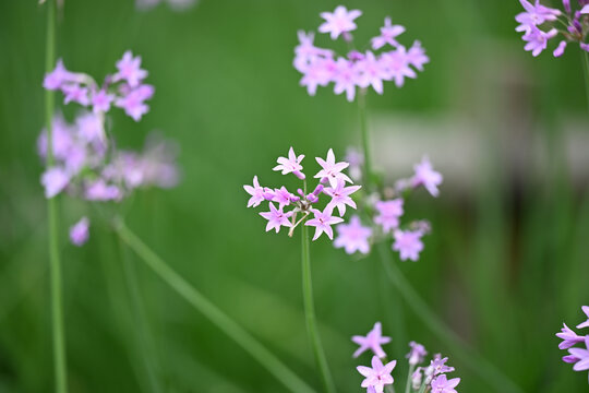 紫色流星花