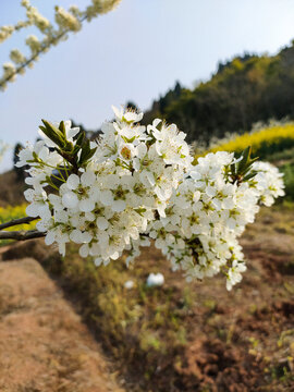 李子花