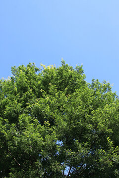 天空绿枝