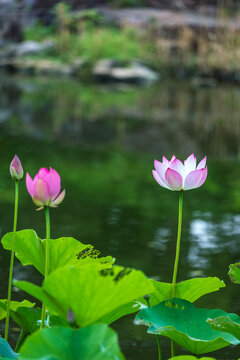 夏天盛开的荷花夏至莲花