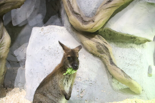 小袋鼠特写