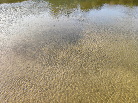 深圳观澜河湿地公园河流