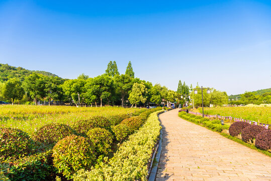 不老村花海