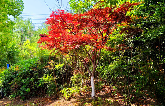 红枫树