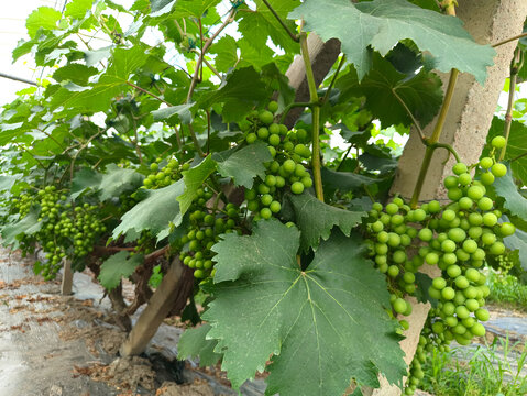 葡萄藤未成熟葡萄
