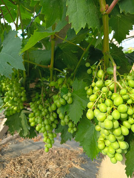 未成熟葡萄种植