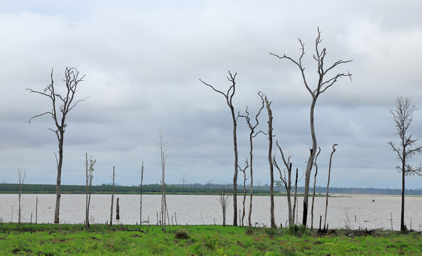 湖泊与枯树