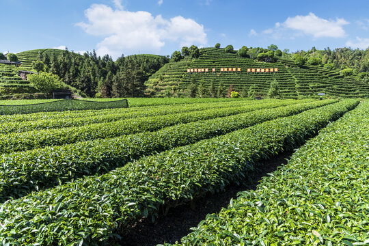 山区茶园