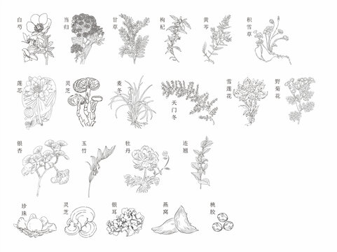 中藥材線稿插畫(huà)