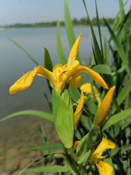 黄菖蒲