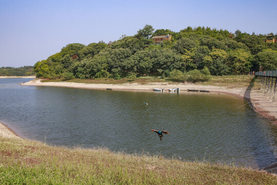 中国安徽万佛湖风景区的孔雀