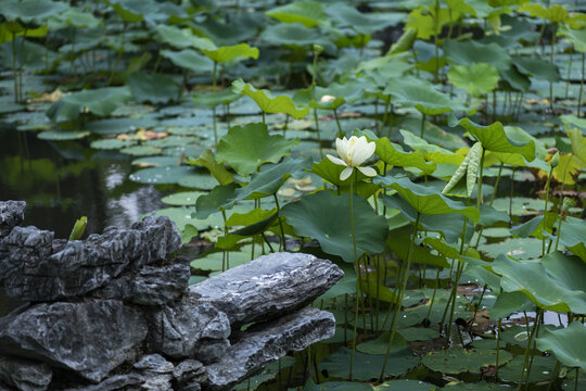 荷花池