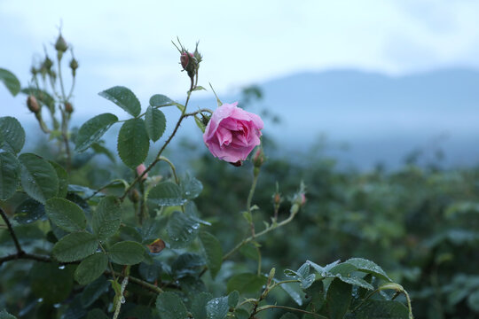 大马士革玫瑰精油纯露蒸馏