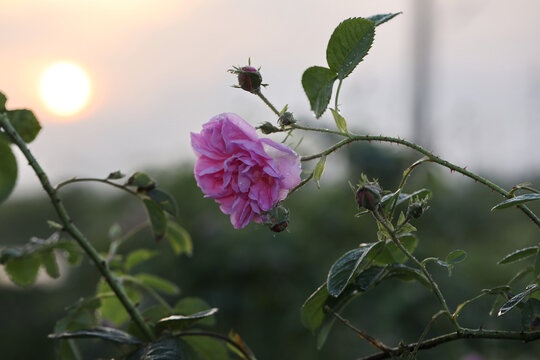 大马士革玫瑰精油纯露蒸馏