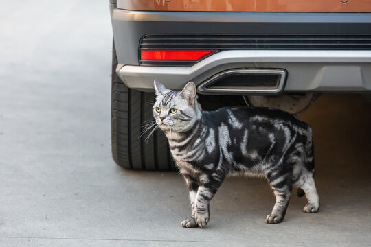 美国短毛猫