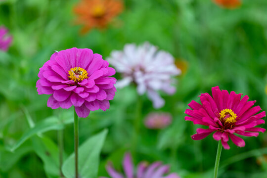 五彩缤纷的花的特写