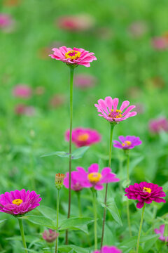 野花百日草