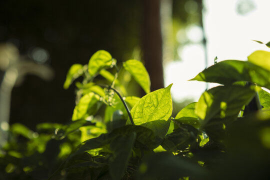 绿植树叶阳光发光叶片特写