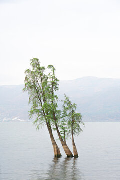 洱海孤树