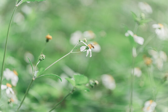 蜜蜂在花上授粉的特写镜头