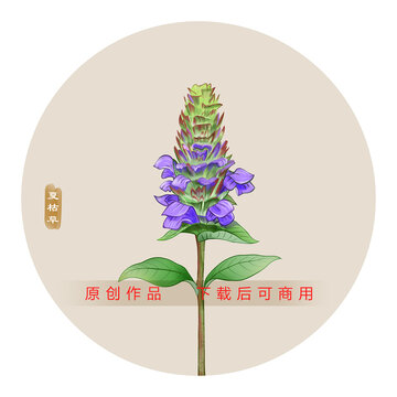 夏枯草