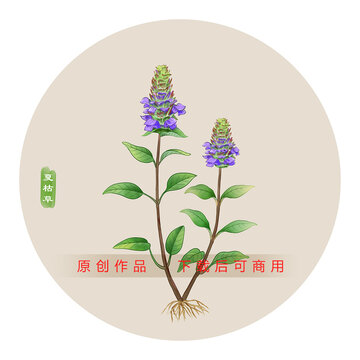 夏枯草