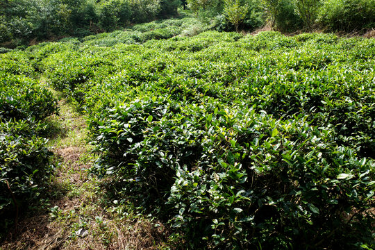 茶树茶场