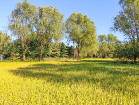 北坞公园稻田
